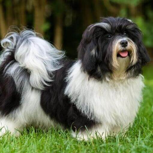 fekete-fehér havanese peckesen áll