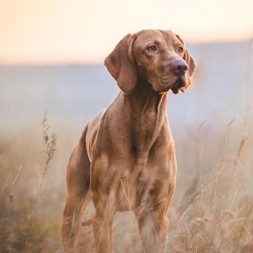 izmos magyar vizsla figyelmesen áll