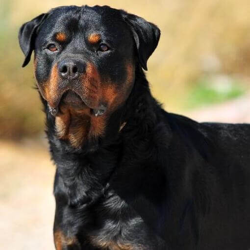 rottweiler kan közeli kép