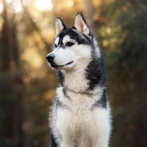 fiatal husky elégedetten ül napfényes erdőben