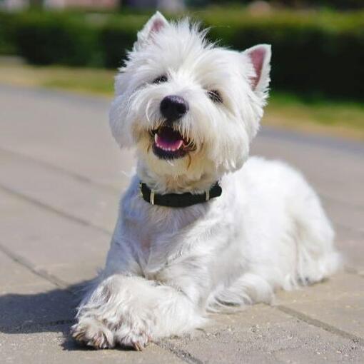 hófehér westie boldogan néz felfele
