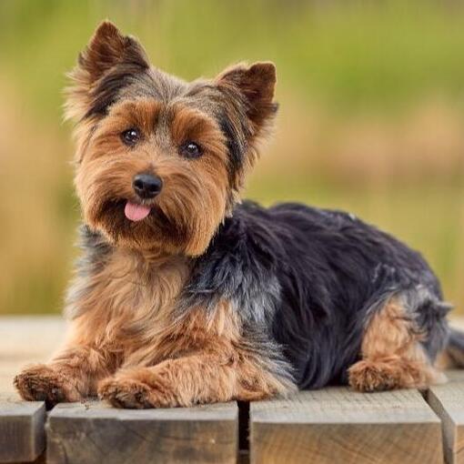 kedves tekintetű sötét bundájú yorkshire terrier