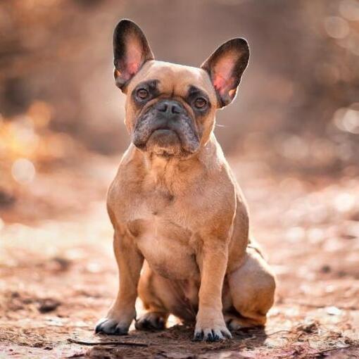 idős francia bulldog figyelmesen ül