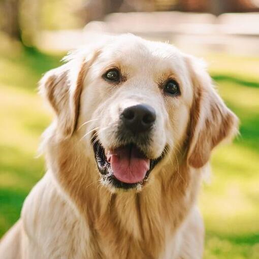 golden retriever liheg közeli kép