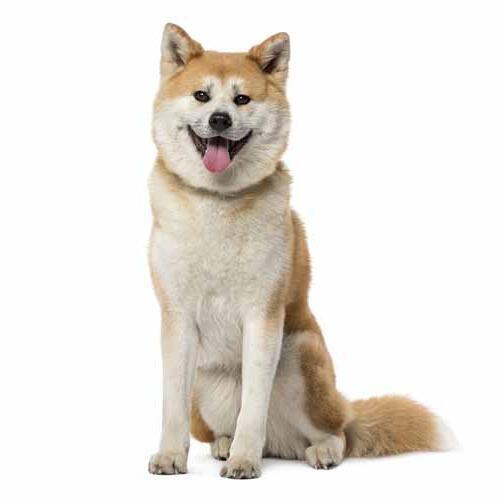 akita inu ül liheg fehér háttérrel