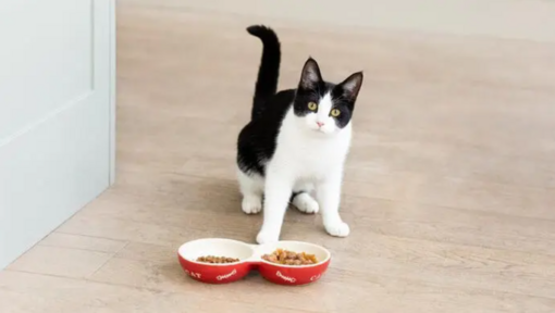 fekete-fehér cica piros etetőtállal
