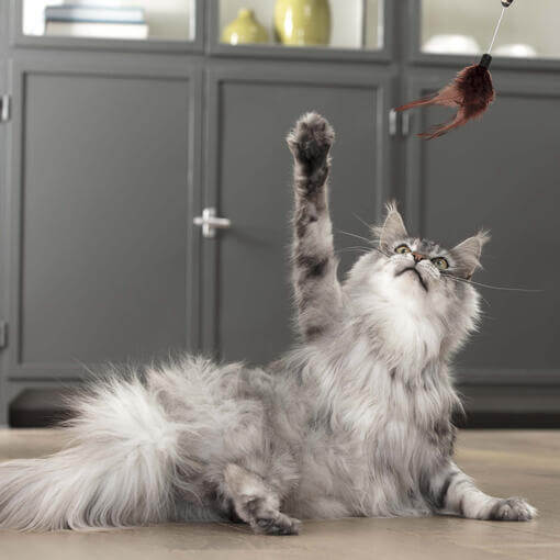 maine coon cica konyhában macskajátékkal játszik
