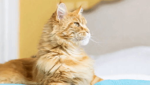 vörös maine coon cica figyelmesen néz