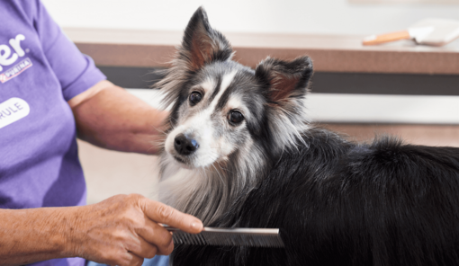 kistestű kutya a kozmetikusnál ápolt bundával