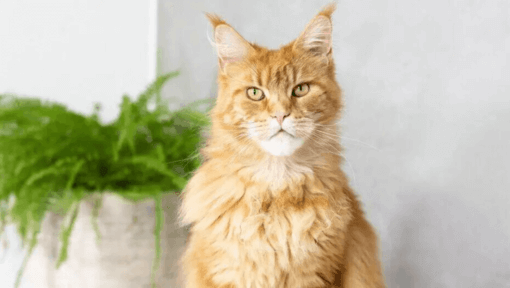 vörös maine coon cica figyelmesen ül