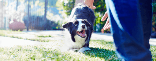 border collie játékra hívja gazdáját kertben