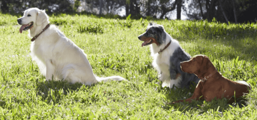 golden retriever ausztrál juhászkutya vizsla együtt