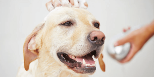 labrador fejét gazdája samponnal mosdatja