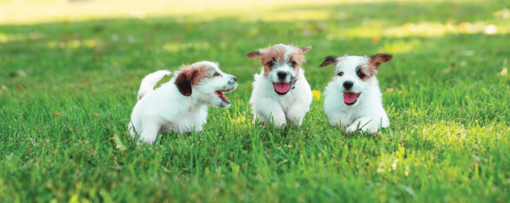 kölyök foxterrier kutyusok futnak a pázsiton