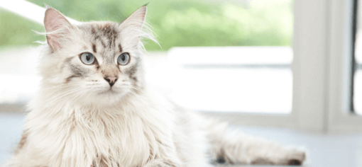 ápolt maine coon hűsöl a lakásban