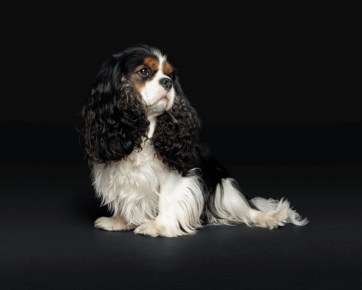 cavalier king charles spániel fekete háttérrel