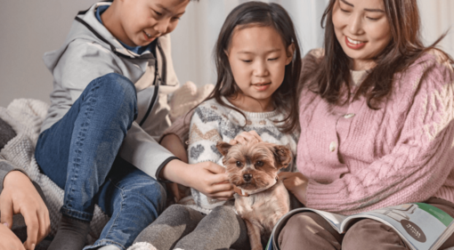 yorkshire terrier kisgyermek ölében