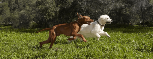 vizsla golden retriever egymás mellett futnak