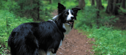 border collie az erdőben figyelmesen néz