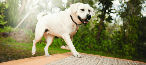 zsemleszínű labrador retriever a természetben