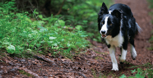 fekete-fehér border collie erdőben fut