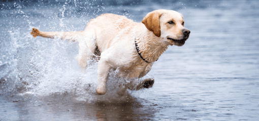zsemleszínű labrador fut a vízben