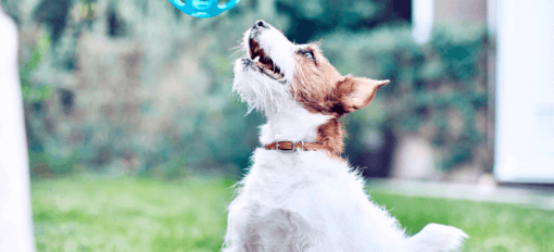 fox terrier kék labdával játszik