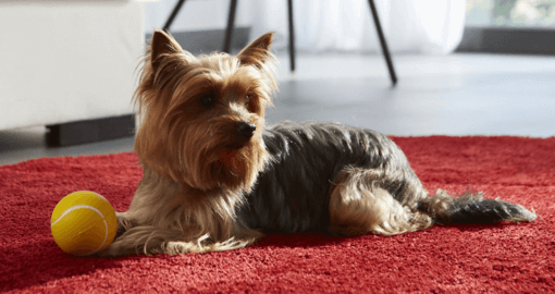 yorkshire terrier piros szőnyegen fekszik lakásban
