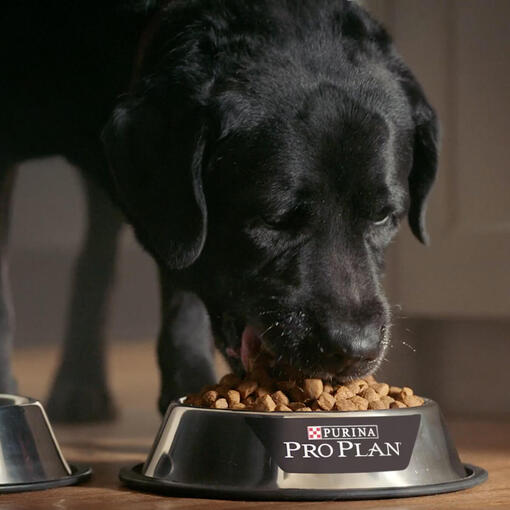 fekete labrador PRO PLAN eledelt eszik