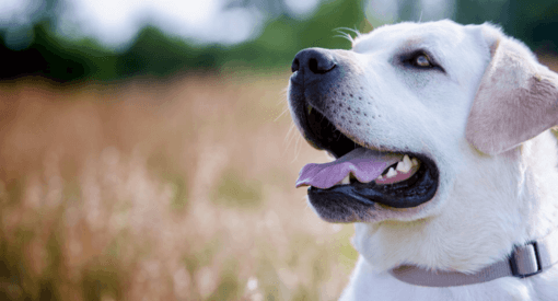 fiatal egészséges tiszta labrador boldogan liheg