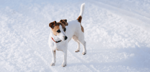 fox terrier áll a hóban