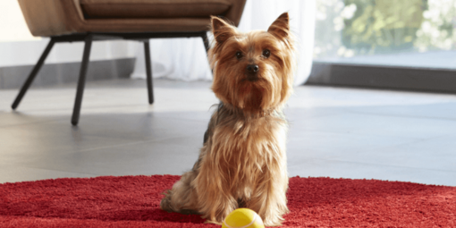 yorkshire terrier piros szőnyegen ül labdájával