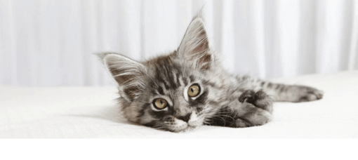 szürkecirmos maine coon kölyök cica pihen