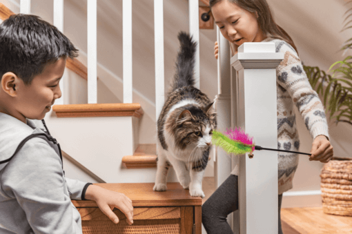 children playing with cat