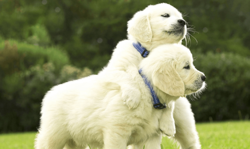 két golden retriever kölyök játszik egymással