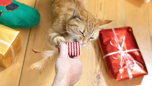 vörös cica karácsonyi cicajátékot rágcsál