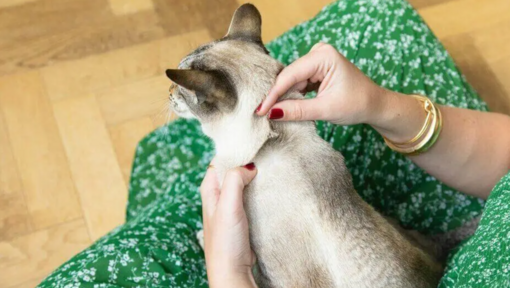 cica nyaki területének átvizsgálása