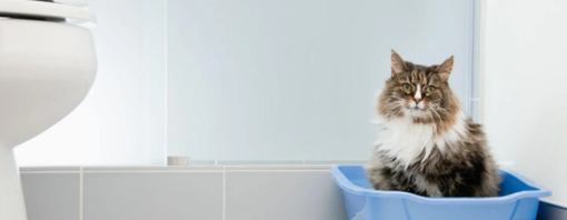 maine coon cica az alomtálcában üldögél