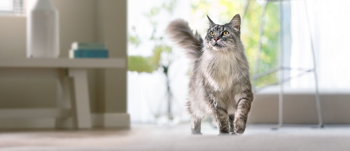 szürke maine coon sétál a lakásban