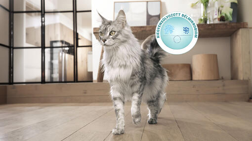 szürke maine coon kiegyensúlyozott bélmikrobiom ikonnal