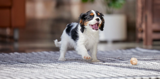 cavalier king charles spániel lakásban szőnyegen