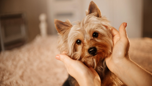 yorkshire terrier frissen vágott bundával