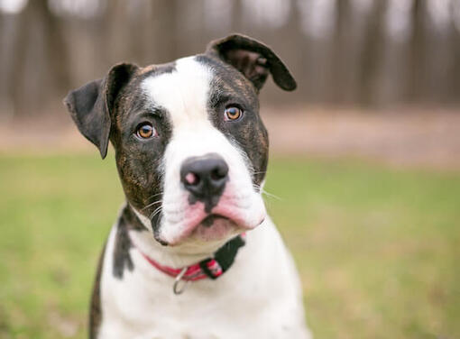 Az Amerikai bulldog