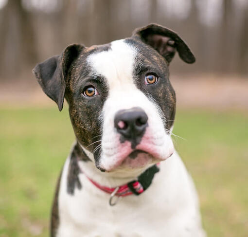 Az Amerikai bulldog