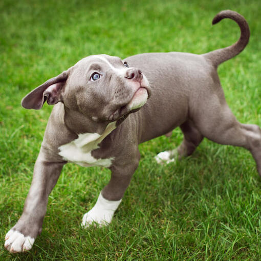 Az Amerikai bulldog