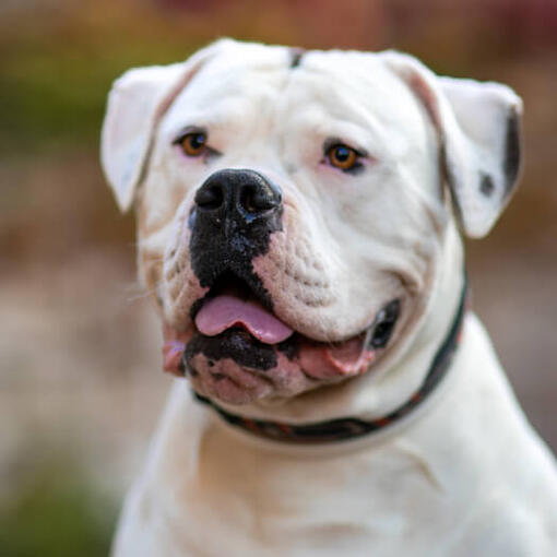 Az Amerikai bulldog