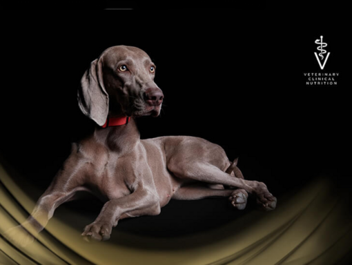 Weimari vizsla fekete háttérrel