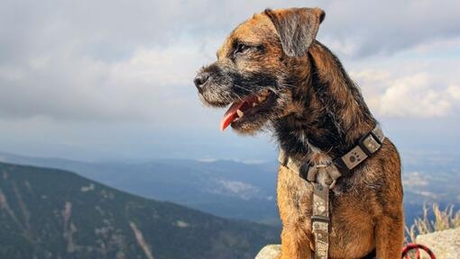 Border Terrier