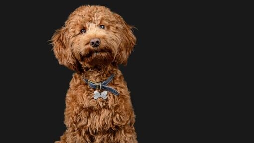 Cockapoo