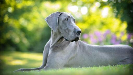 Dán dog